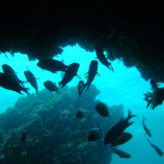 Cova submarina